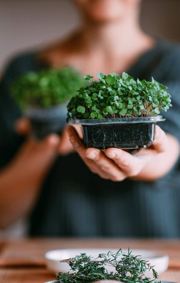 Frische Microgreens noch in der Anwuchserde für ein histaminarmes Microgreens-Omelette.