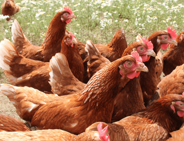 Auf dem Bild tummeln sich Legehennen auf einer Wiese, passend zum Thema Tierwohl-Check Huhn