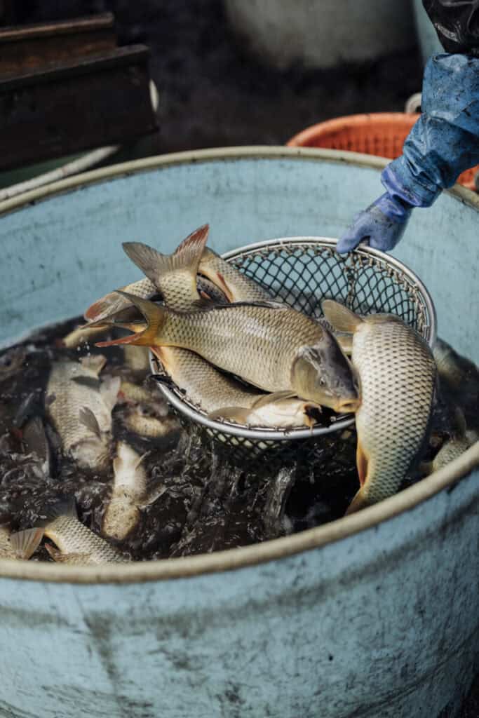 Fangfrischer Karpfen beim Abfischen, der sofort zur einer histaminarmen Karpfensuppe verwendet wird. 