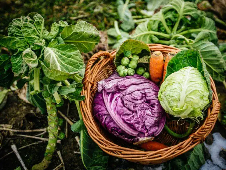 Unterschiedlichste Arten Wintergemüse in einem Korb.