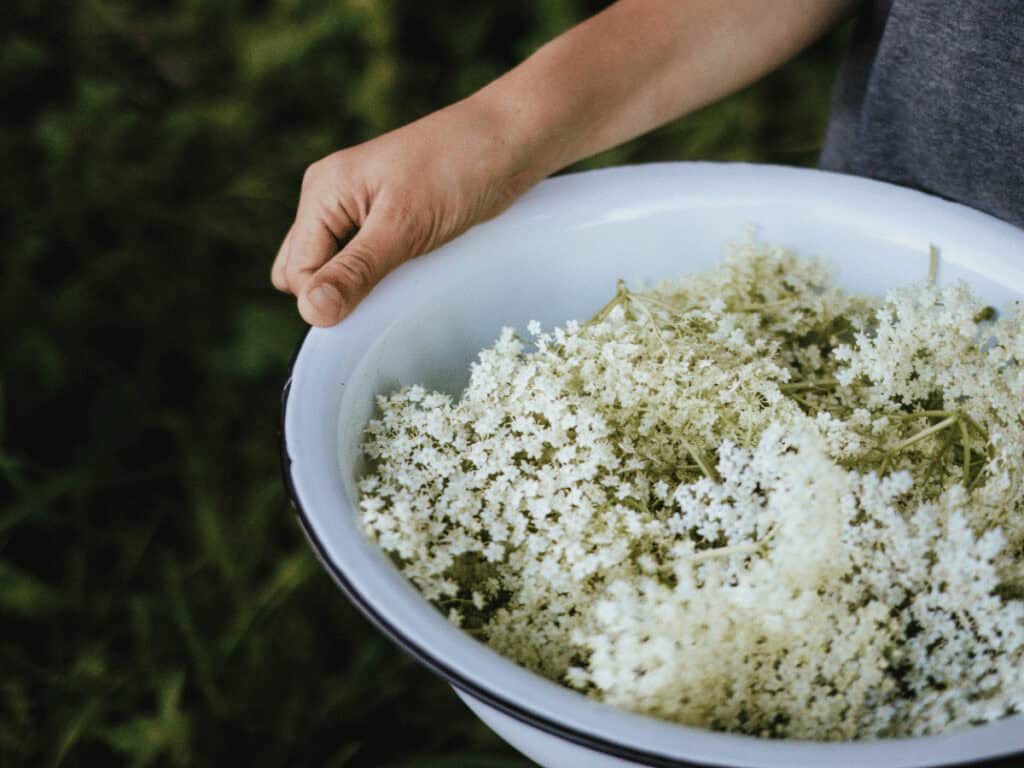 Gesammelte Holunderblüten in einem Gefäß für glutenfreie gebackene Holunderblüten.