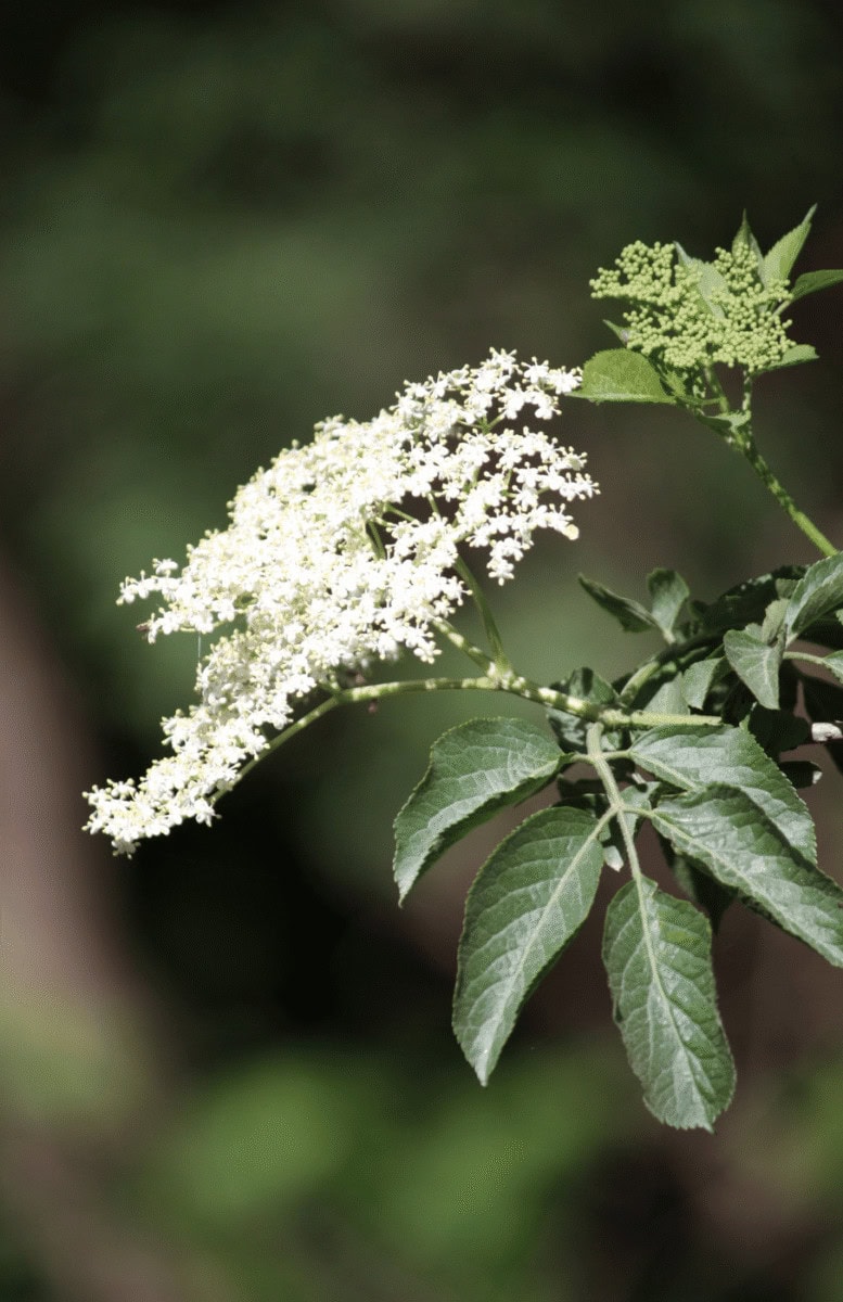 Frische Holunderblüten am Baum, die zu glutenfreien gebackenen Holunderblüten werden.
