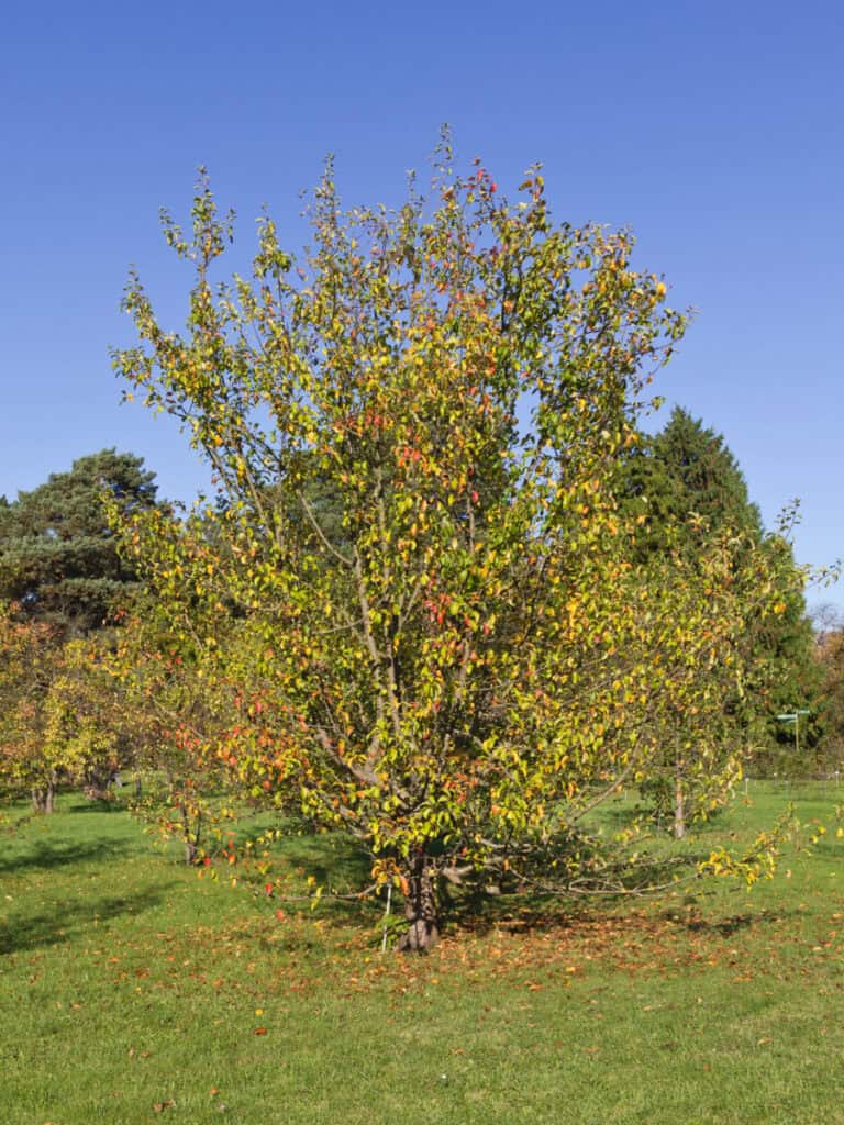 Der Urapfel Malus Silvestri als Baum und als Obst.