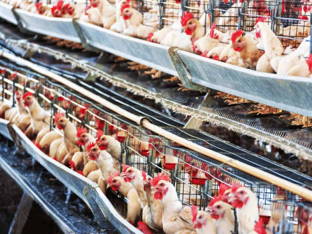 Industrielle Landwirtschaft macht uns krank: Konventionelle Hühnerhaltung, in denen die Hühner eng in Ställen ohne Tageslicht gehalten werden.