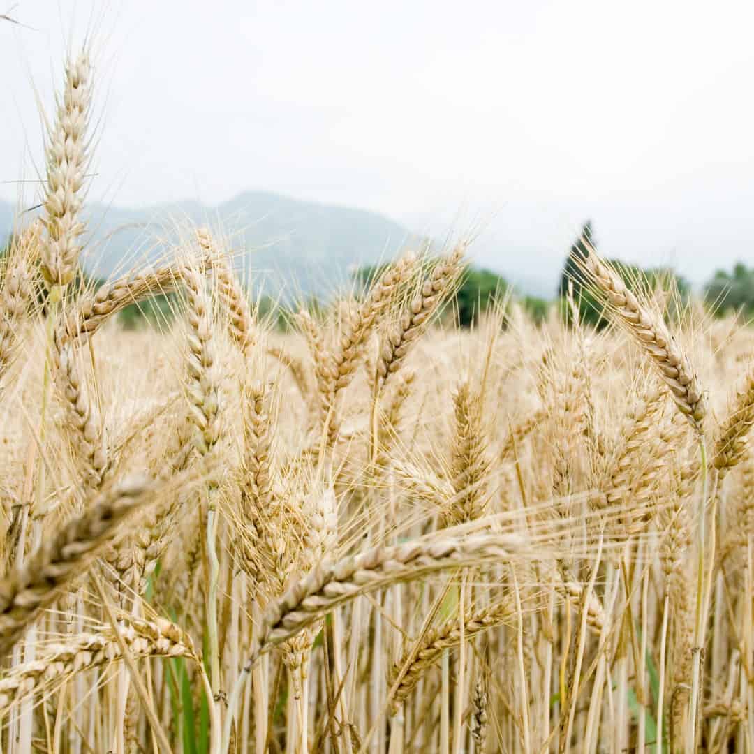 Verstecktes Gluten: Wo das Klebereiweiß überall drin ist.