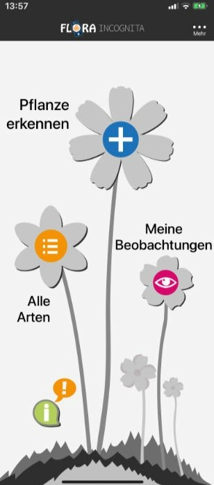 Flora Incognita App: Den Waldmeister im Spargelsalat erkennen.