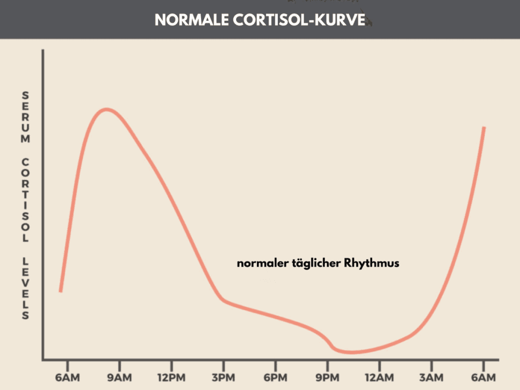 Eine Graphik einer gesunden Cortisolkurve: Zum Thema Stress, Schlaf und Immunsystem.