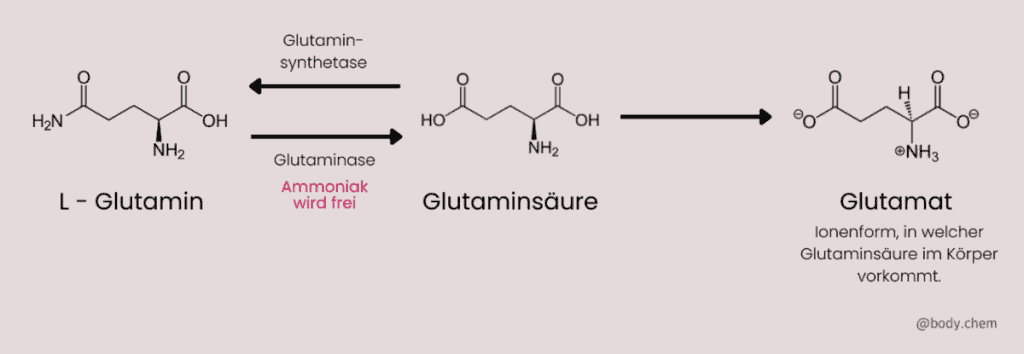 Graphik, die die Umwandlung von L-Glutamin zu Glutamat erklärt.